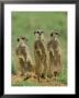 Three Meerkats (Suricates), Suricata Suricatta, Addo National Park, South Africa, Africa by Ann & Steve Toon Limited Edition Print