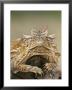 Horned Lizard Or Toad Rests On Tree Stump, Cozad Ranch, Linn, Texas, Usa by Arthur Morris Limited Edition Print