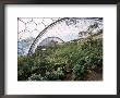Biome Interior, The Eden Project, Near St. Austell, Cornwall, England, United Kingdom by R H Productions Limited Edition Print