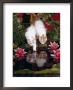 Domestic Cat, Two Turkish Van Kittens Watch And Try To Catch Goldfish In Garden Pond by Jane Burton Limited Edition Print