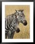 Zebras Herding In The Fields, Maasai Mara, Kenya by Joe Restuccia Iii Limited Edition Print