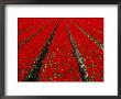 Red Tulip Field In Lisse, Amsterdam, North Holland, Netherlands by Izzet Keribar Limited Edition Print