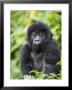 Infant Mountain Gorilla (Gorilla Gorilla Beringei), Amahoro A Group, Rwanda, Africa by James Hager Limited Edition Print