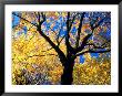 Maple Trees In Fall Foliage, Washington, Usa by William Sutton Limited Edition Pricing Art Print