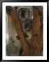 A Koala And Its Baby Cling To A Eucalyptus Tree In Eastern Australia by Nicole Duplaix Limited Edition Print