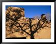 Shadows Of Branches Highlight An Adobe Wall In Old Santa Fe by Stephen St. John Limited Edition Print
