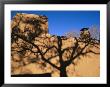 Shadows Of Branches Highlight An Adobe Wall In Old Santa Fe by Stephen St. John Limited Edition Pricing Art Print