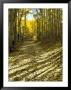 Aspen Tree Shadows And Old Country Road, Kebler Pass, Colorado, Usa by Darrell Gulin Limited Edition Print