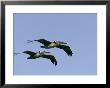 Pair Of Brown Pelicans In Flight by Marc Moritsch Limited Edition Print
