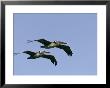 Pair Of Brown Pelicans In Flight by Marc Moritsch Limited Edition Pricing Art Print