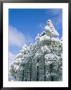 Snow-Covered Trees, Coconino National Forest, Arizona by Rich Reid Limited Edition Print
