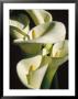 Little Gem And Black Calla Lilies by Bill Whelan Limited Edition Print