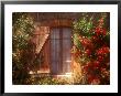 House With Summer Roses In Bloom, Vaucluse, France by Walter Bibikow Limited Edition Print