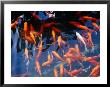 Goldfish In Pond At Chinese And Japanese Gardens, Singapore by Glenn Beanland Limited Edition Print