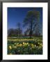 Spring In Hyde Park, London Carpet Of Narcissi In March by Nigel Francis Limited Edition Print