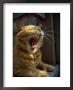Cat Yawning by David Bitters Limited Edition Print