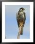 Hobby, Adult On Wood Post, Spain by Carlos Sanchez Alonso Limited Edition Print