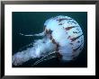 Pelagic Jellyfish, La Jolla, Usa by Richard Herrmann Limited Edition Print