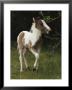 Portrait Of A Wild Pony Foal by James L. Stanfield Limited Edition Print