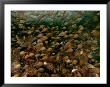 A School Of Sweeper Fish Swims Over A Coral Reef by Wolcott Henry Limited Edition Print