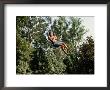 A Young Boy Takes A High Arc On A Rope Swing by Stephen St. John Limited Edition Print