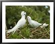 Fairy Terns by Jonathan Blair Limited Edition Print