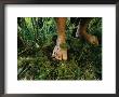Close View Of Bare Feet On Moss-Covered Soil by Joel Sartore Limited Edition Print