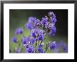 Verbena Hybrida Quartz Blue, Close-Up Of Blue Flowers by Hemant Jariwala Limited Edition Print