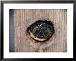 The Head Of An Adult Carpenter Bee Appears Outside Her Nest by Robert Sisson Limited Edition Print