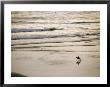 Elevated View Of A Horseback Rider Near Gold Beach by Phil Schermeister Limited Edition Pricing Art Print