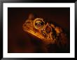 A Houston Toad, An Endangered Species by Joel Sartore Limited Edition Print