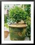 Small Buxus (Box) Topiary In Moss Covered Pot by Georgia Glynn-Smith Limited Edition Print