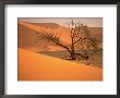 Tree In Namibia Desert, Namibia, Africa by Walter Bibikow Limited Edition Pricing Art Print