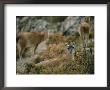 Llamas Grazing On High Desert Vegetation In The Atacama Desert by Joel Sartore Limited Edition Print