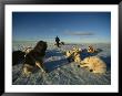 Dogsled Dogs Rest As Their Musher Straightens Their Leads by Norbert Rosing Limited Edition Print