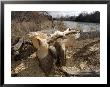 A Box Elder Tree Lies Felled By A Beaver Along The Loup River by Joel Sartore Limited Edition Print