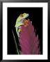 Red-Eyed Tree Frog by Michele Westmorland Limited Edition Pricing Art Print