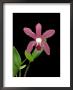 Orchid, Natural Hybrid by Geoff Kidd Limited Edition Print