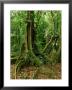 Rainforest Katway Tree, Buttress Roots by Paul Franklin Limited Edition Pricing Art Print
