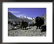 Yaks At The Base Camp Of The Everest North Side, Tibet by Michael Brown Limited Edition Pricing Art Print