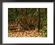 Bengal Tiger, Male Walking, Madhya Pradesh, India by Elliott Neep Limited Edition Print