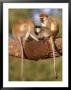 Vervet Monkeys, Tanzania by Elizabeth Delaney Limited Edition Print