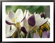 Crocus Chrysanthus, Eye Catcher (White/Maroon) Open Flower, March by Chris Burrows Limited Edition Print