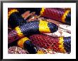 Eastern Coral Snake, Alachua Co. by David M. Dennis Limited Edition Print