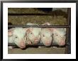 British Saddleback, Piglets Peering Through Bars Of Sty Uk by Mark Hamblin Limited Edition Print
