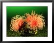 A Group Of Crimson Anemones, British Columbia, Canada by David B. Fleetham Limited Edition Print