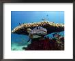 Spotted Porcupinefish, Sipidan Island, Malaysia by David B. Fleetham Limited Edition Print