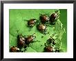 Japanese Beetles, A Plant Pest, Natural Bridge St. Kentucky by David M. Dennis Limited Edition Pricing Art Print