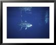Yellowfin Tuna, Cape Point, Atlantic Ocean by Chris And Monique Fallows Limited Edition Print