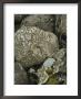 Close View Of Concentric Ring Lichens Growing On Rocks by Stephen Sharnoff Limited Edition Pricing Art Print